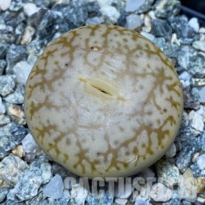 SH28924 Lithops pseudotruncatella