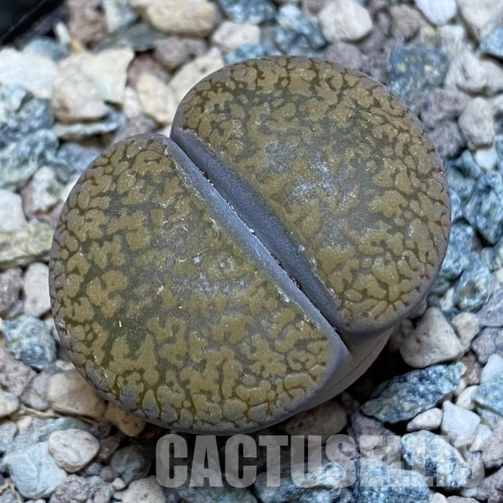 SH28925 Lithops aucampiae