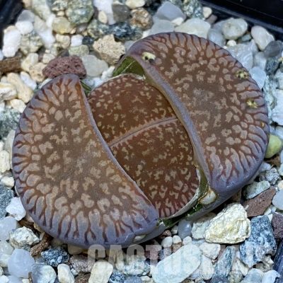 SH28927 Lithops aucampiae v. euniceae LMP 4
