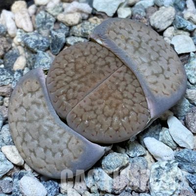 SH28928 Lithops hookeri C 301
