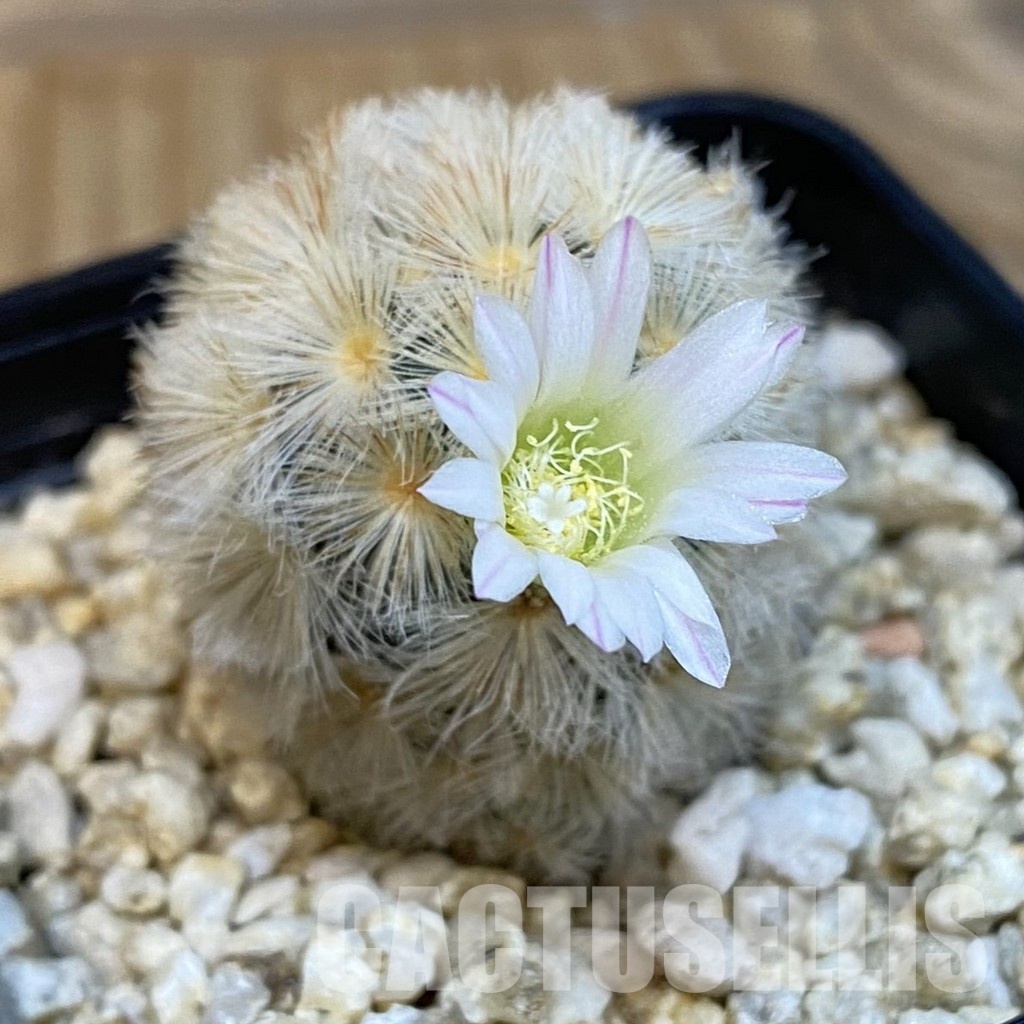 SH28831 Mammillaria carmenae hybrid