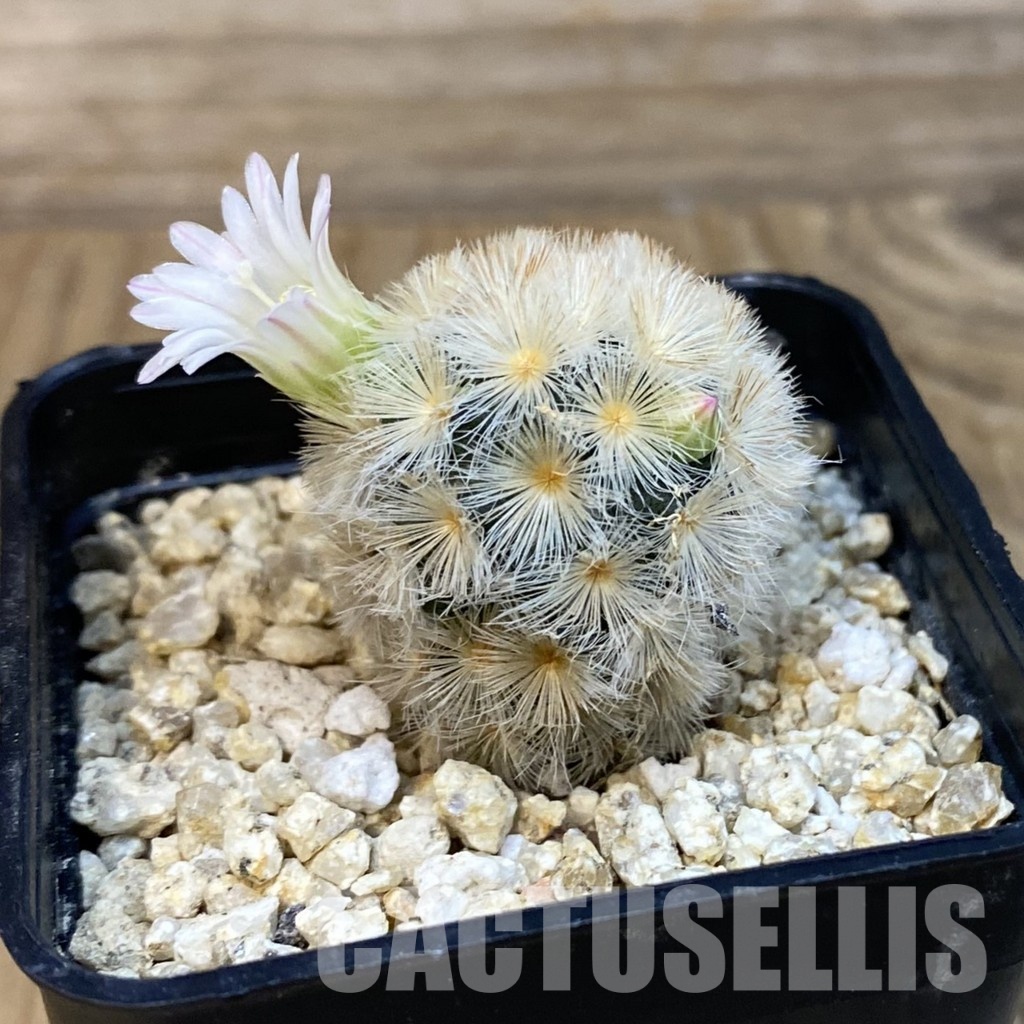 SH28831 Mammillaria carmenae hybrid - Image 2