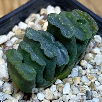 SH28797 Haworthia truncata