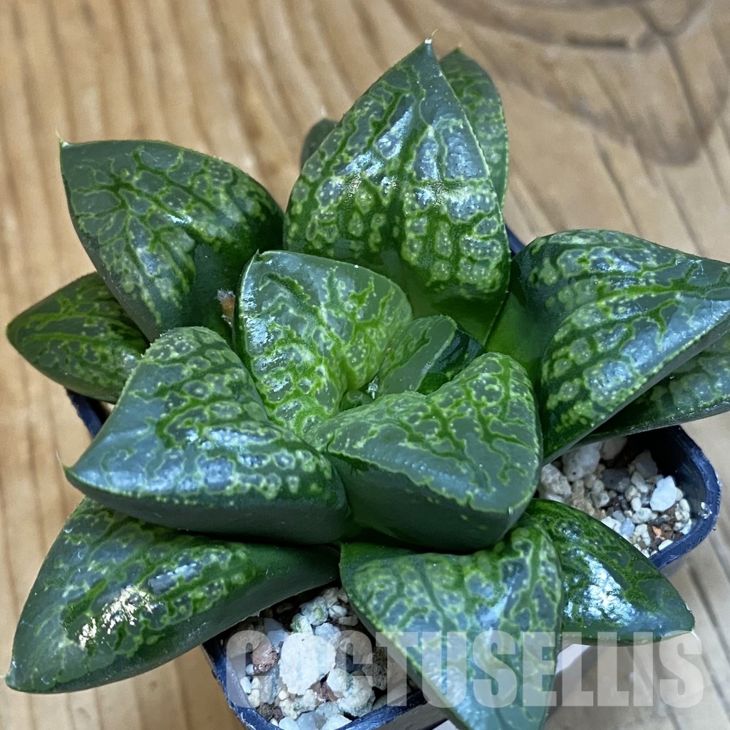 SH28801 Haworthia comptoniana 'Kamen Butokai'