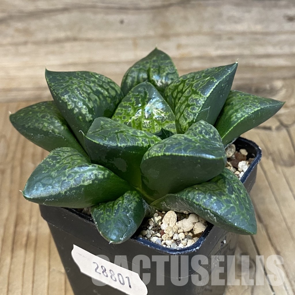 SH28801 Haworthia comptoniana 'Kamen Butokai' - Image 2