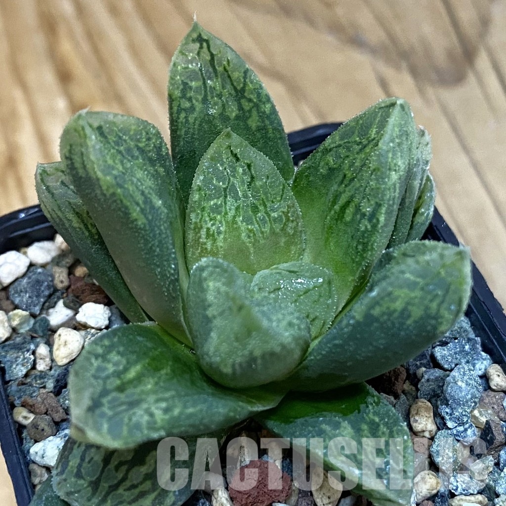 SH28802 Haworthia comptoniana 'Mavka' hybrid