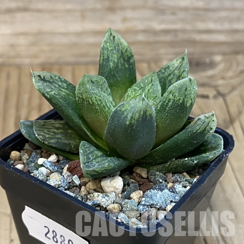 SH28802 Haworthia comptoniana 'Mavka' hybrid - Image 2