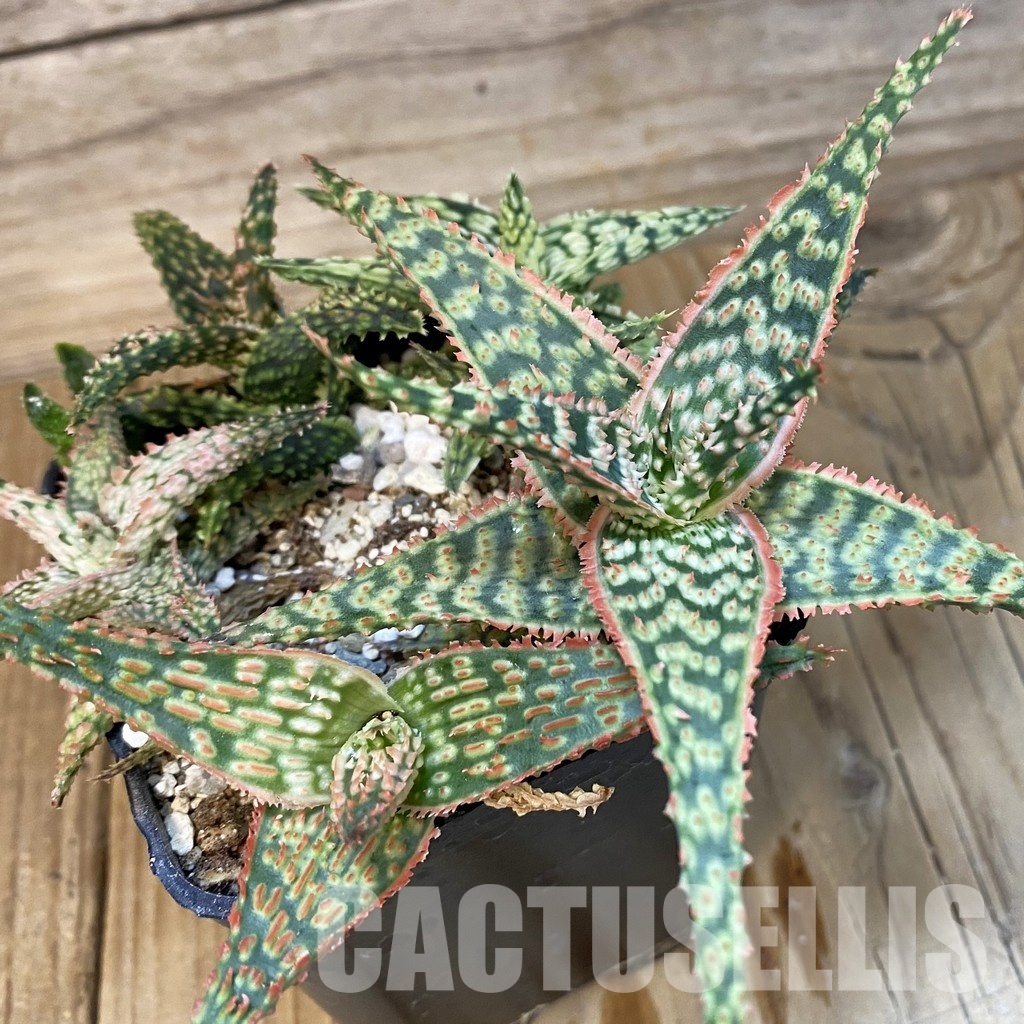 SH28790 Aloe TCT hybrid mix