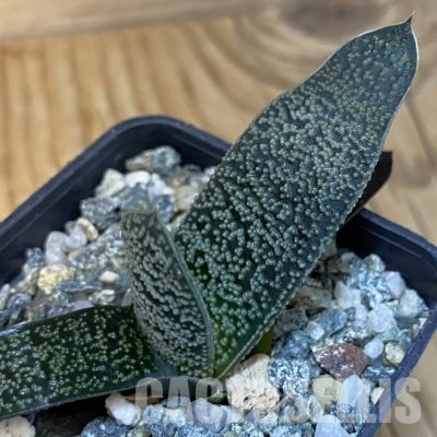 SH28821 Gasteria ellaphieae hybrid