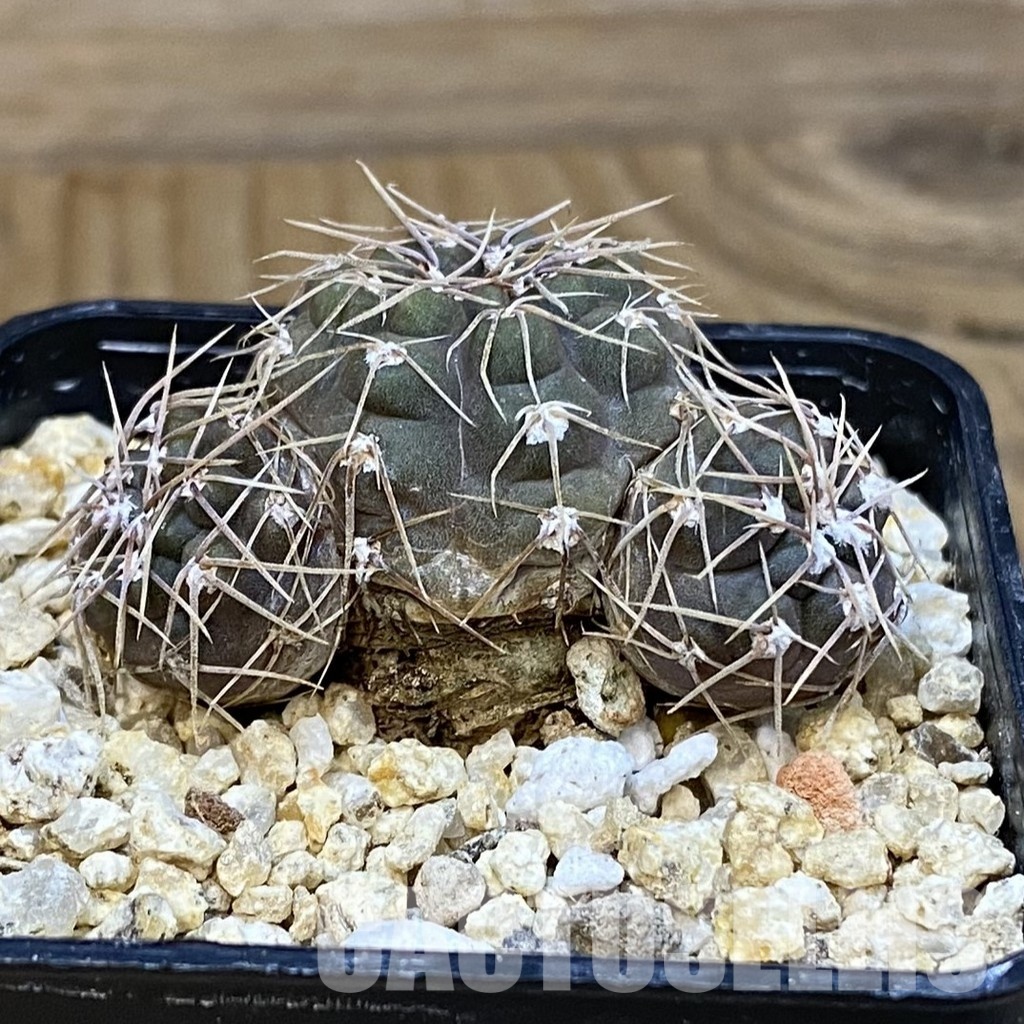 SH28822 Gymnocalycium aff. morroense - Image 2