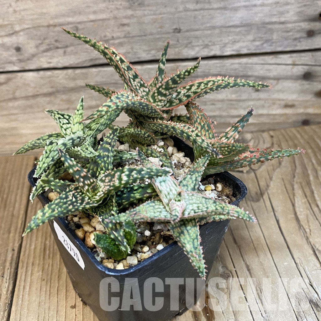 SH28790 Aloe TCT hybrid mix - Image 2