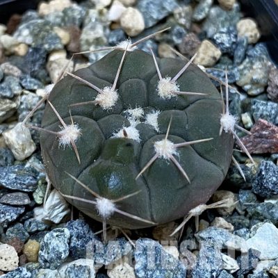 SH28824 Gymnocalycium simile VG 1271
