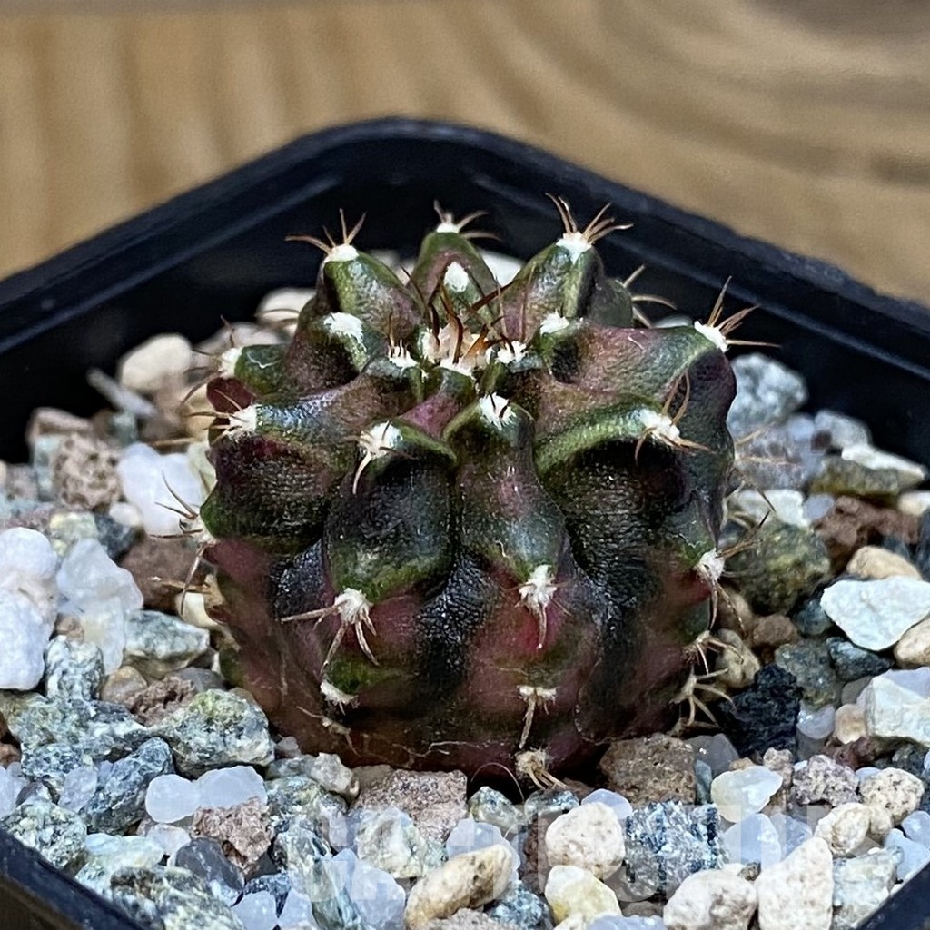 SH28826 Gymnocalycium mihanovichii 'T-Rex' - Image 2