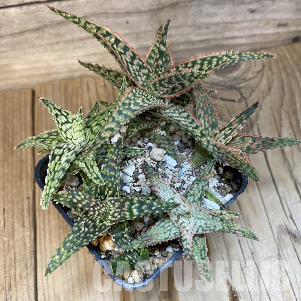 SH28790 Aloe TCT hybrid mix - Image 3