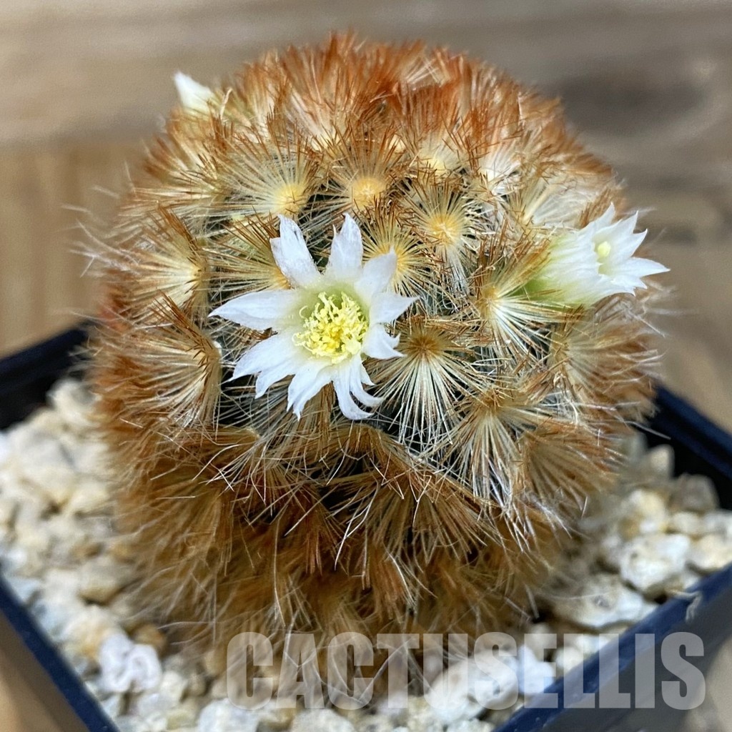 SH28829 Mammillaria carmenae hybrid