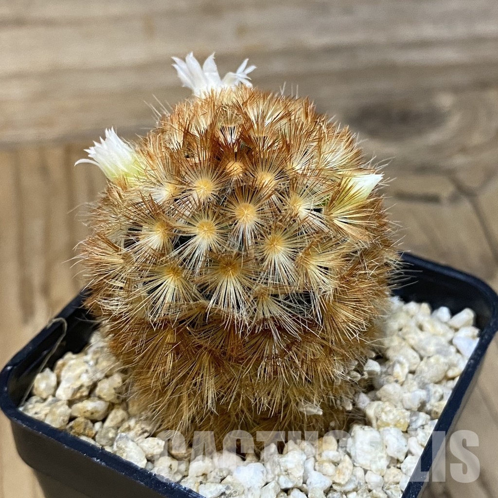 SH28829 Mammillaria carmenae hybrid - Image 2