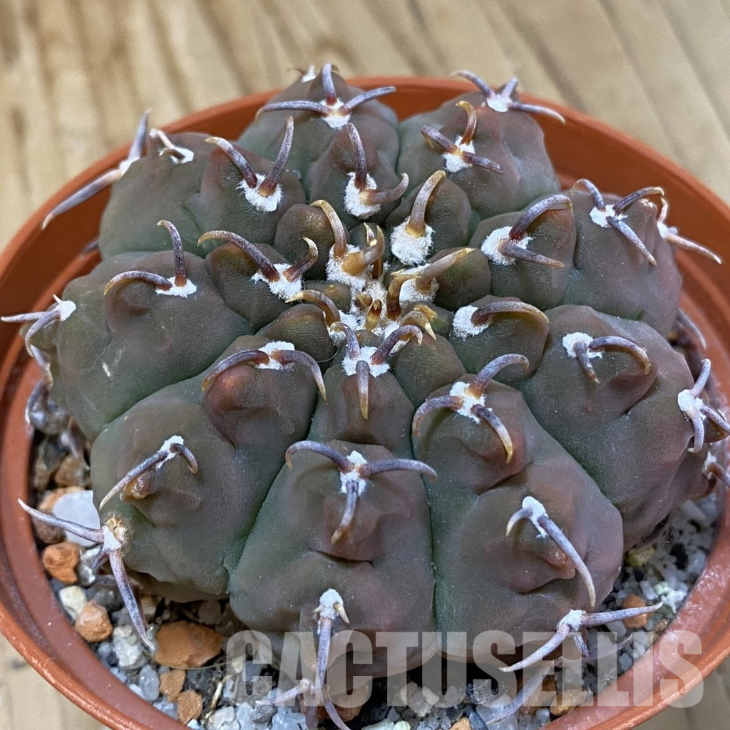 SH29037 Gymnocalycium vatteri v. unguispinum