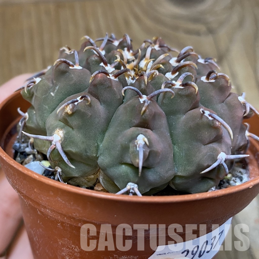 SH29037 Gymnocalycium vatteri v. unguispinum - Image 2