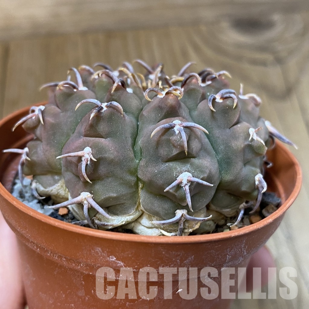 SH29037 Gymnocalycium vatteri v. unguispinum - Image 3