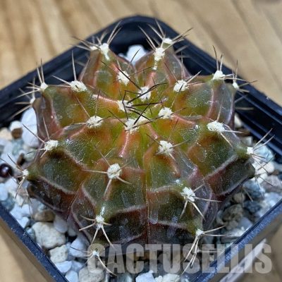 SH29038 Gymnocalycium mihanovichii ‘Neon’ hybrid, seedling