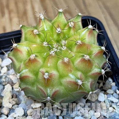 SH29042 Gymnocalycium mihanovichii ‘Neon’ hybrid, seedling