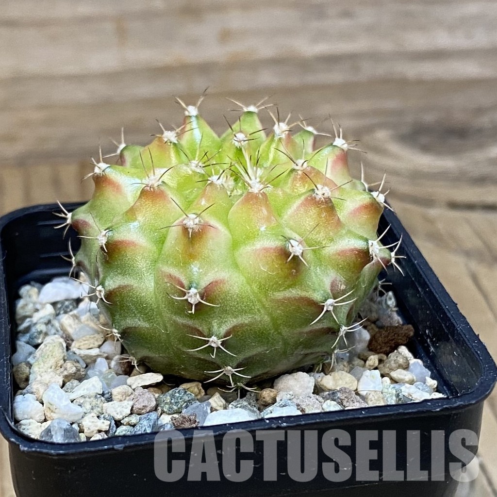 SH29042 Gymnocalycium mihanovichii ‘Neon’ hybrid, seedling - Image 2