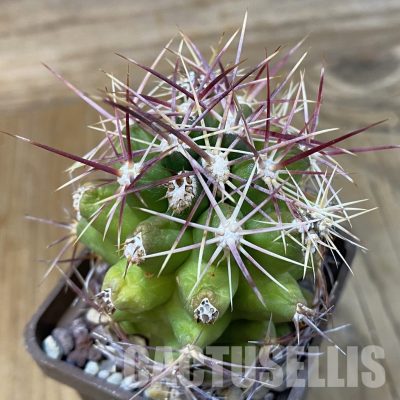 DP29043 Thelocactus bicolor