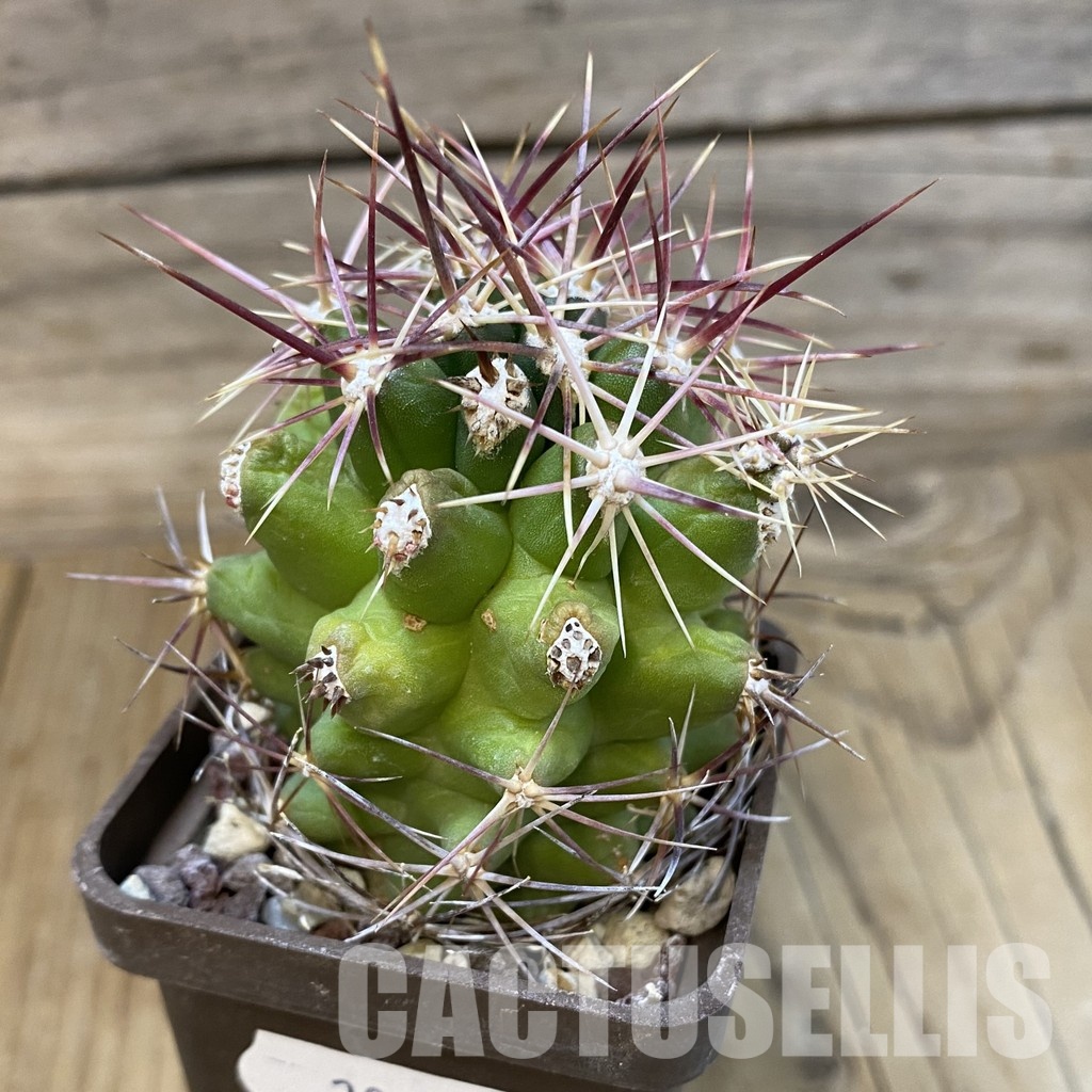 DP29043 Thelocactus bicolor - Image 2