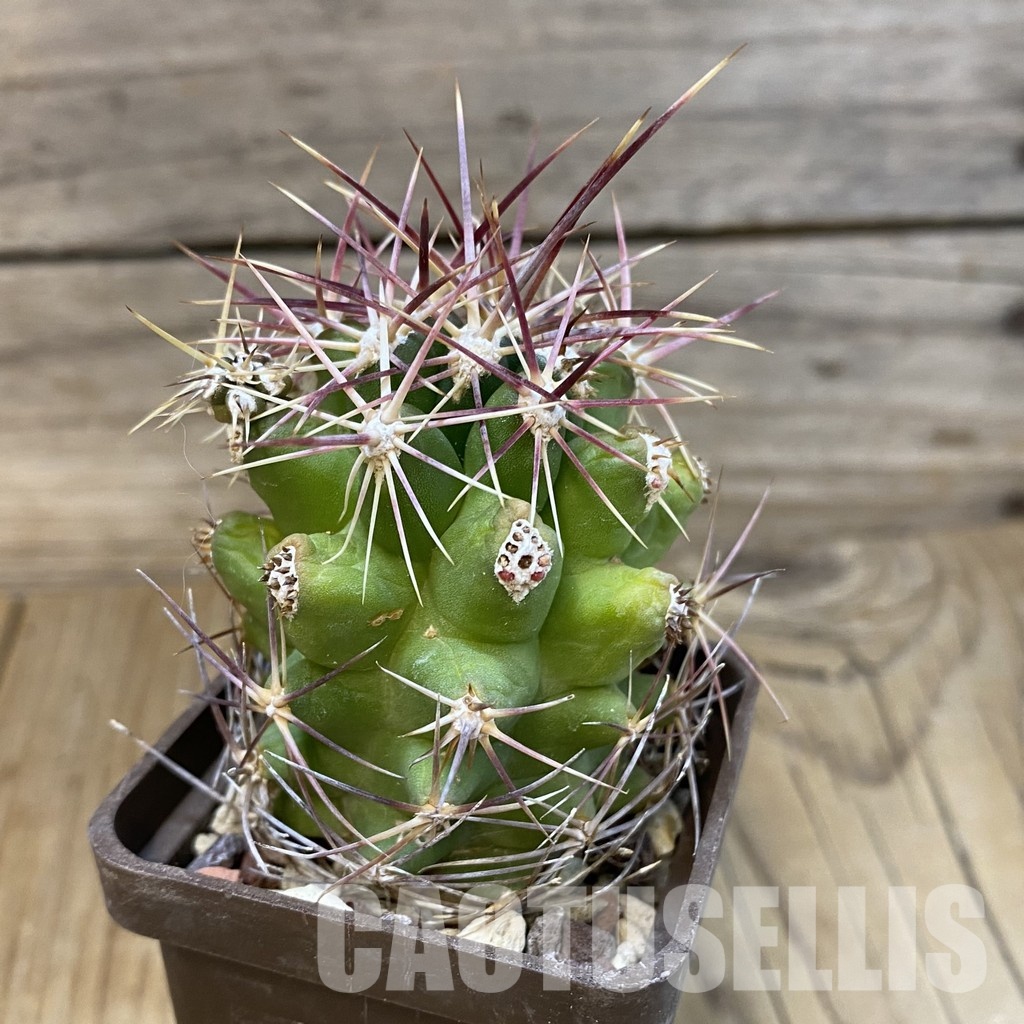 DP29043 Thelocactus bicolor - Image 3