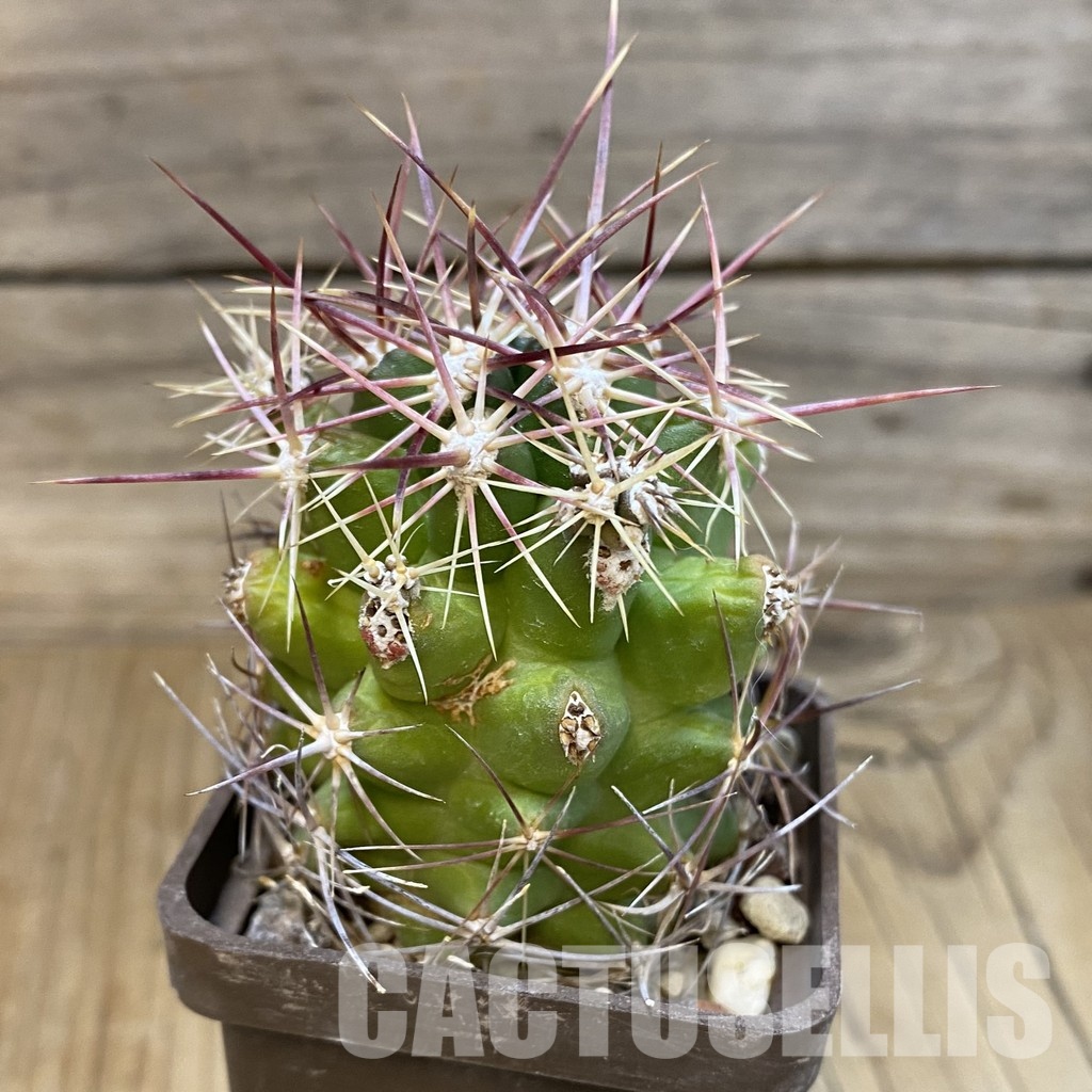 DP29043 Thelocactus bicolor - Image 4
