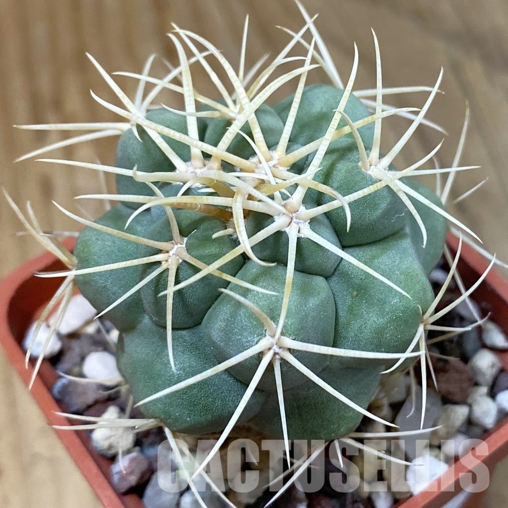 DP29044 Thelocactus hexaedrophorus
