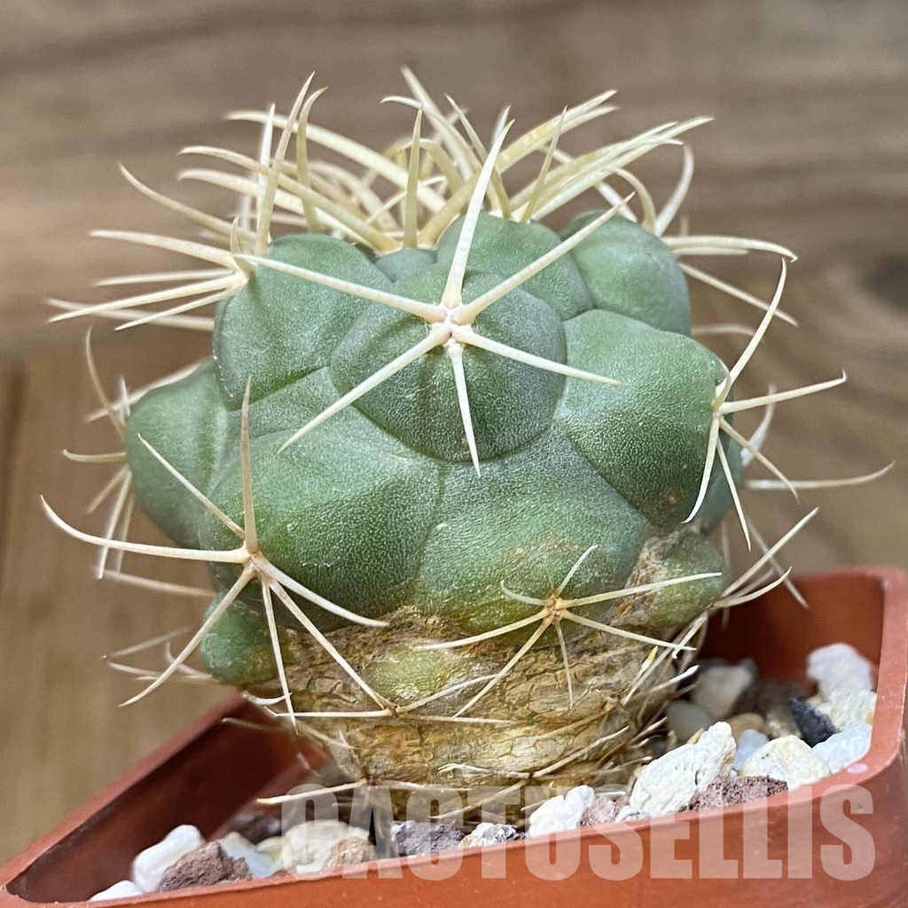 DP29044 Thelocactus hexaedrophorus - Image 2