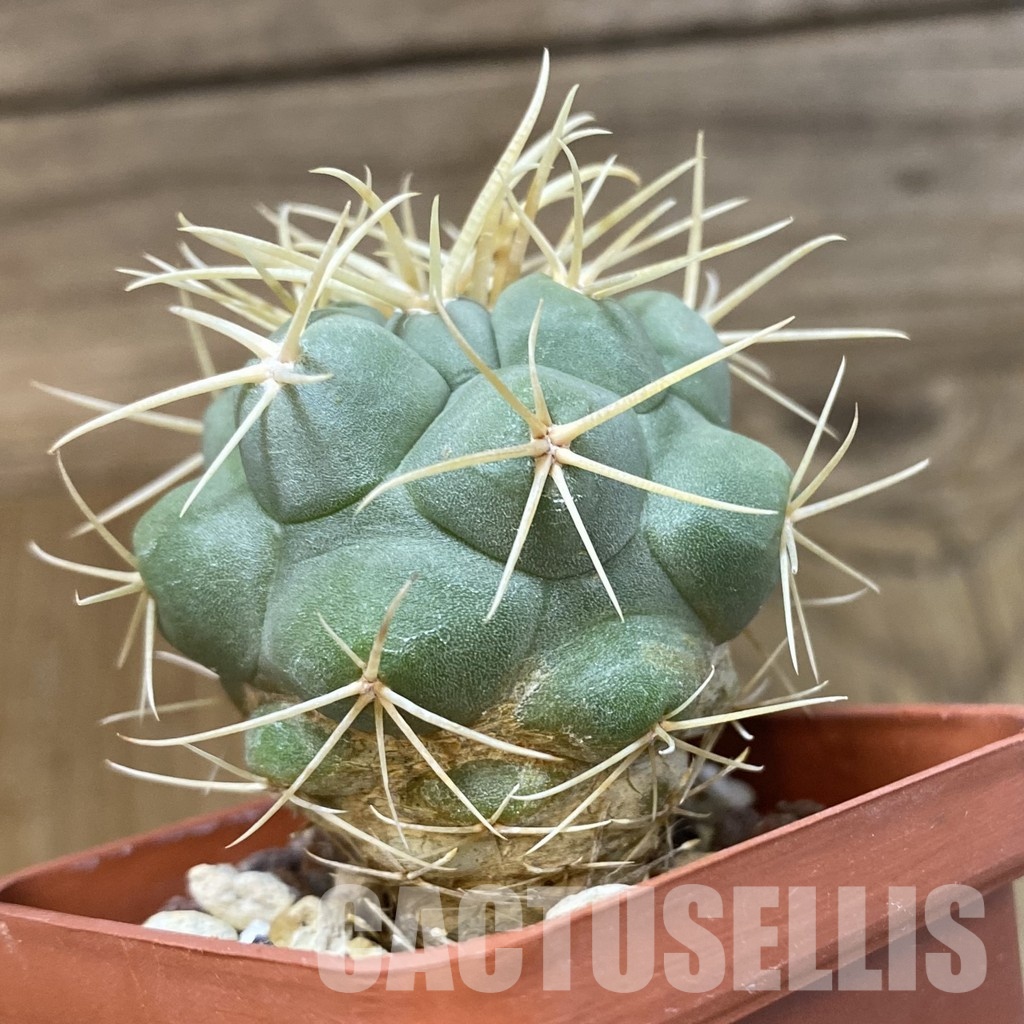 DP29044 Thelocactus hexaedrophorus - Image 3