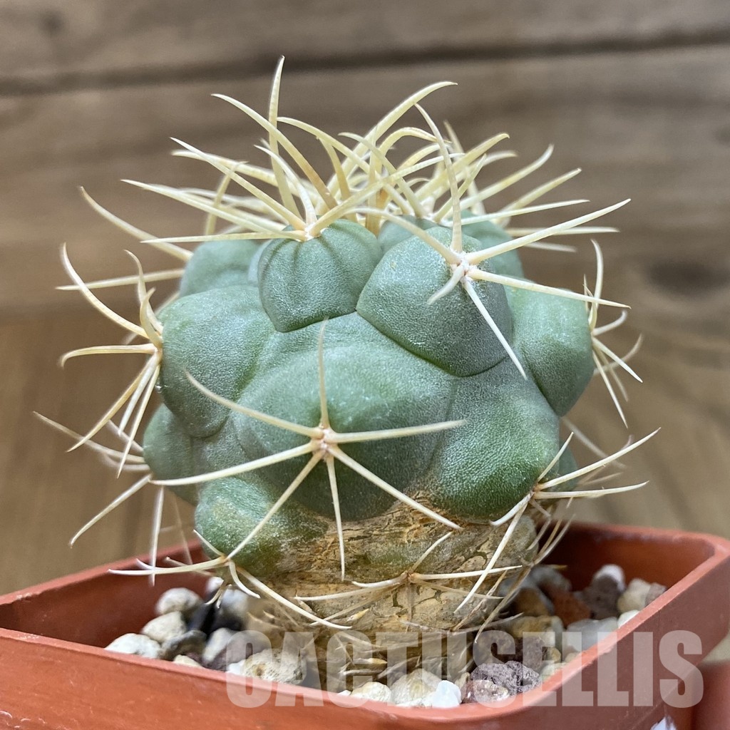 DP29044 Thelocactus hexaedrophorus - Image 4