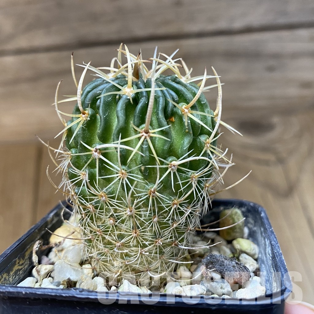 DP29047 Echinofossulocactus pentacanthus - Image 3