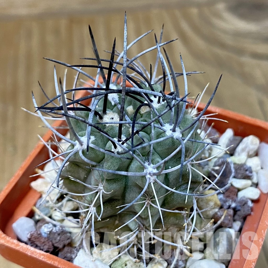 DP29048 Neochilenia paucicostata