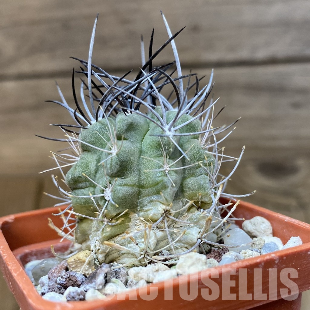 DP29048 Neochilenia paucicostata - Image 3