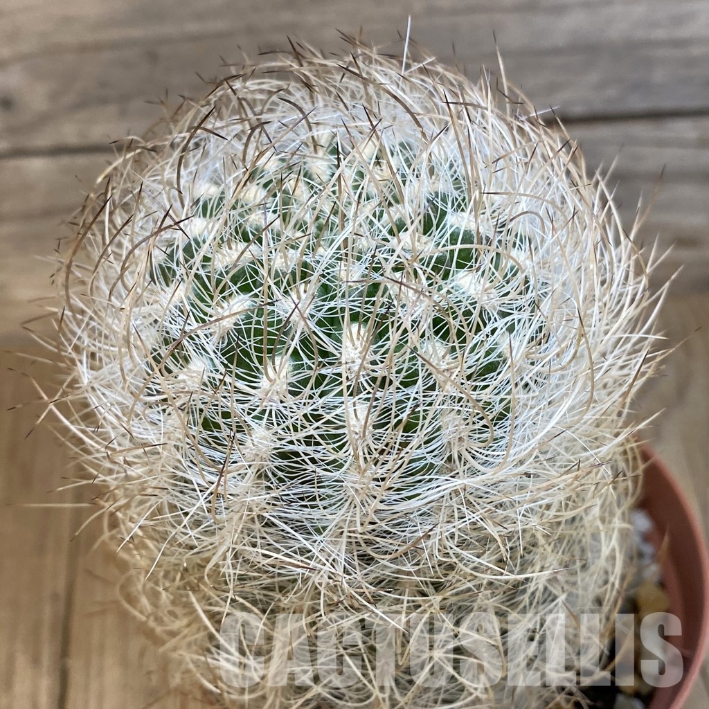 SH29010 Neoporteria nidus, 8 years old