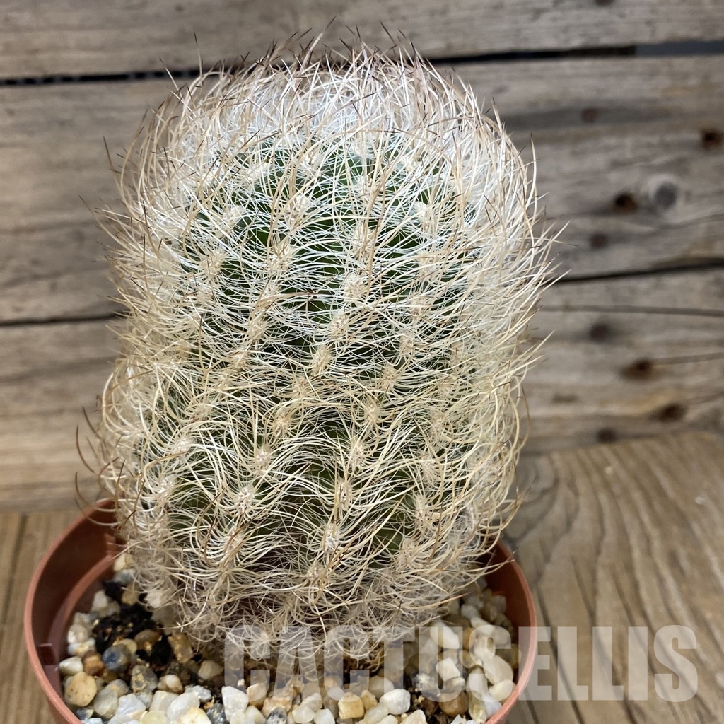 SH29010 Neoporteria nidus, 8 years old - Image 2