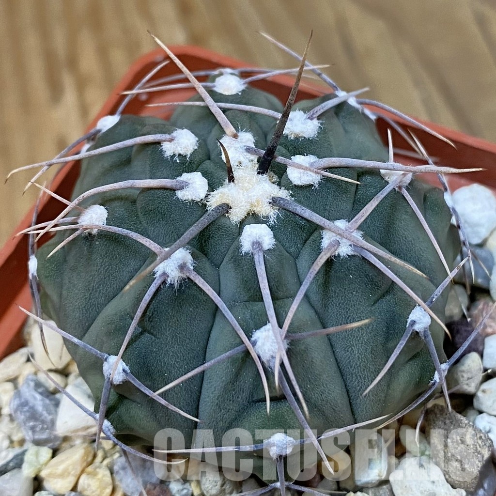 DP29052 Gymnocalycium vatteri