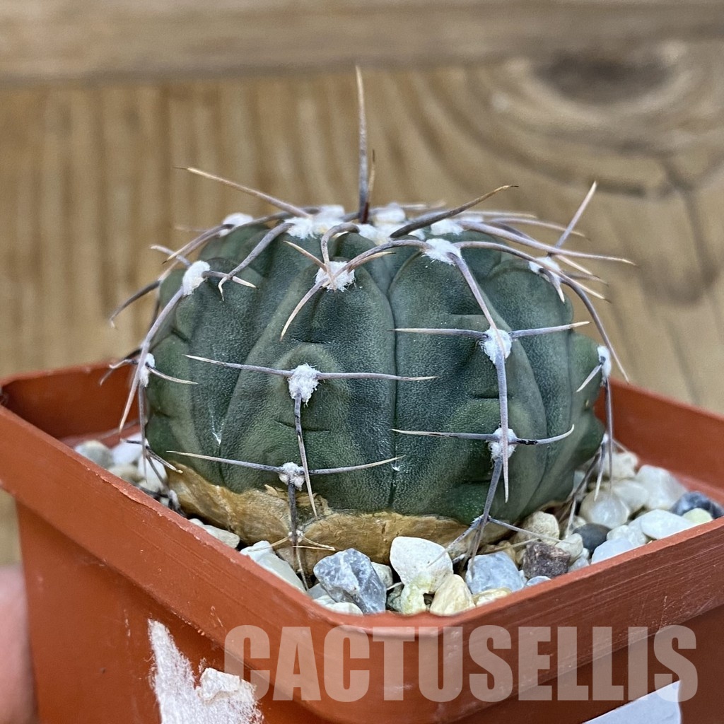 DP29052 Gymnocalycium vatteri - Image 2