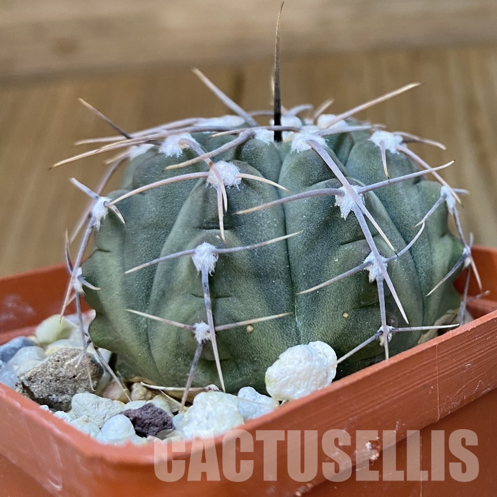 DP29052 Gymnocalycium vatteri - Image 3