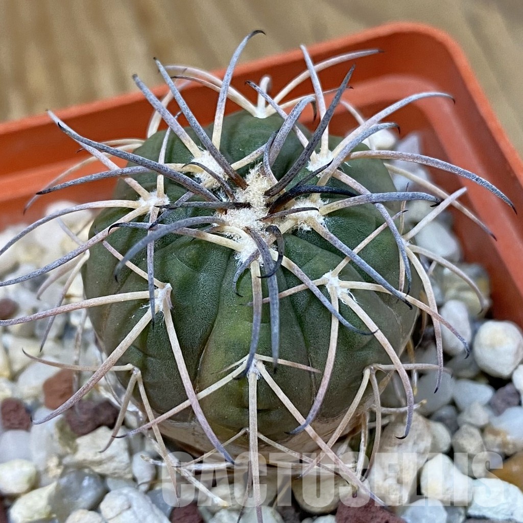 DP29053 Gymnocalycium spegazzinii v. punillense