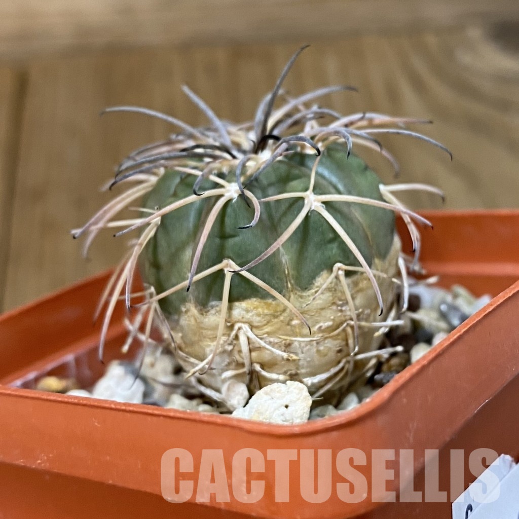DP29053 Gymnocalycium spegazzinii v. punillense - Image 2