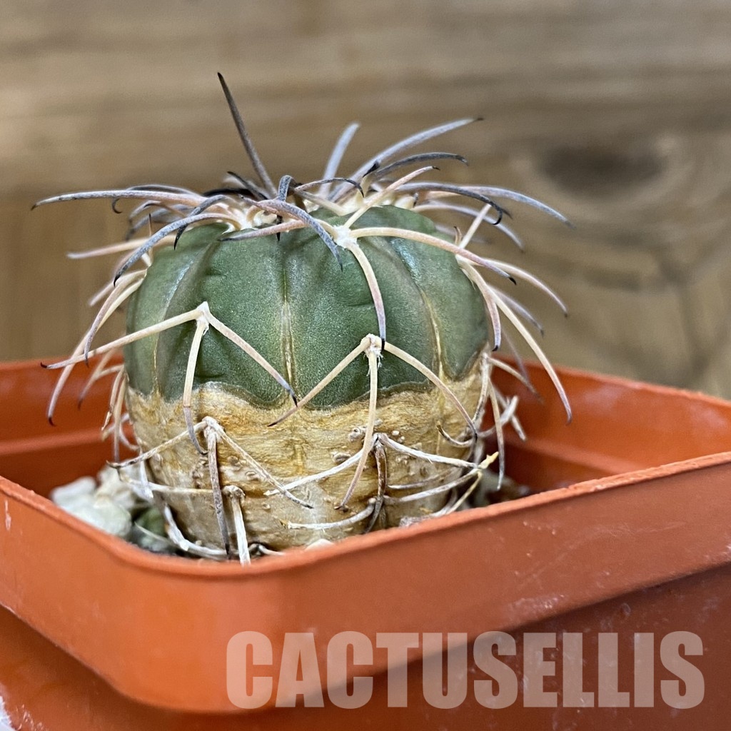 DP29053 Gymnocalycium spegazzinii v. punillense - Image 3
