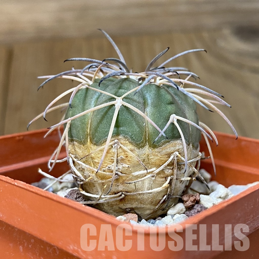 DP29053 Gymnocalycium spegazzinii v. punillense - Image 4