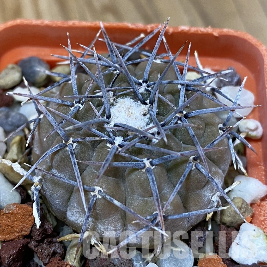 DP29054 Gymnocalycium aff. piltziorum