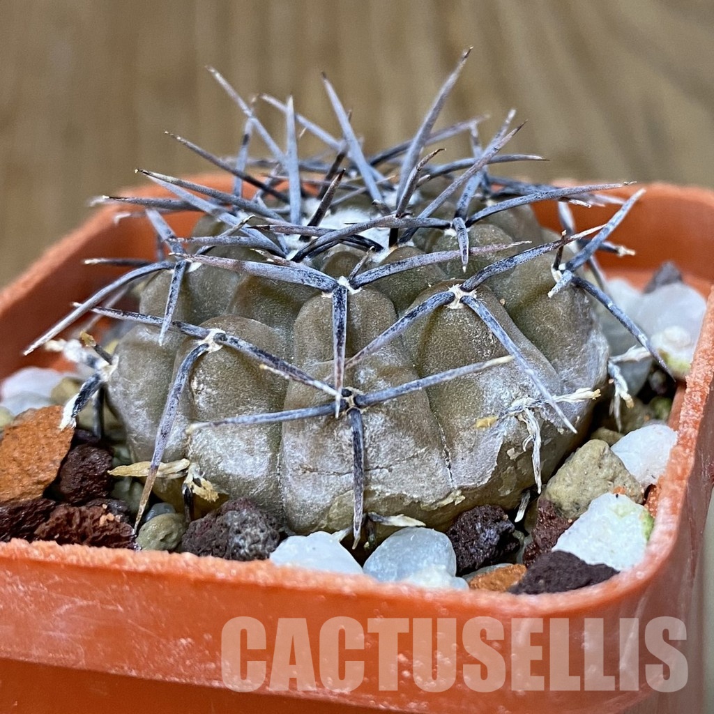 DP29054 Gymnocalycium aff. piltziorum - Image 2