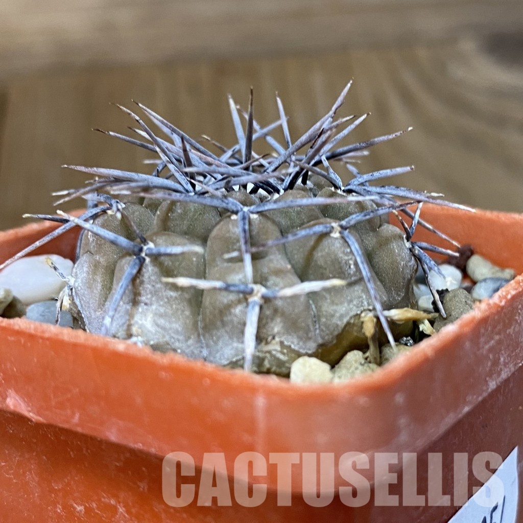 DP29054 Gymnocalycium aff. piltziorum - Image 3