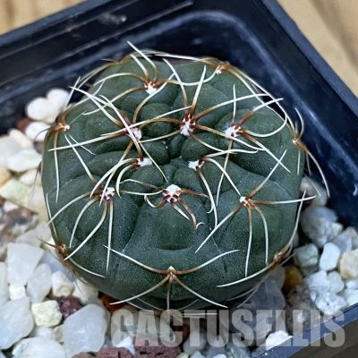 DP29056 Gymnocalycium baldianum